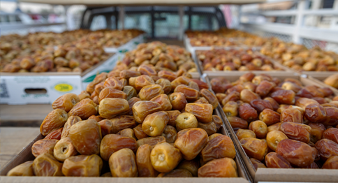 توفير التمور للأسر المتعففة